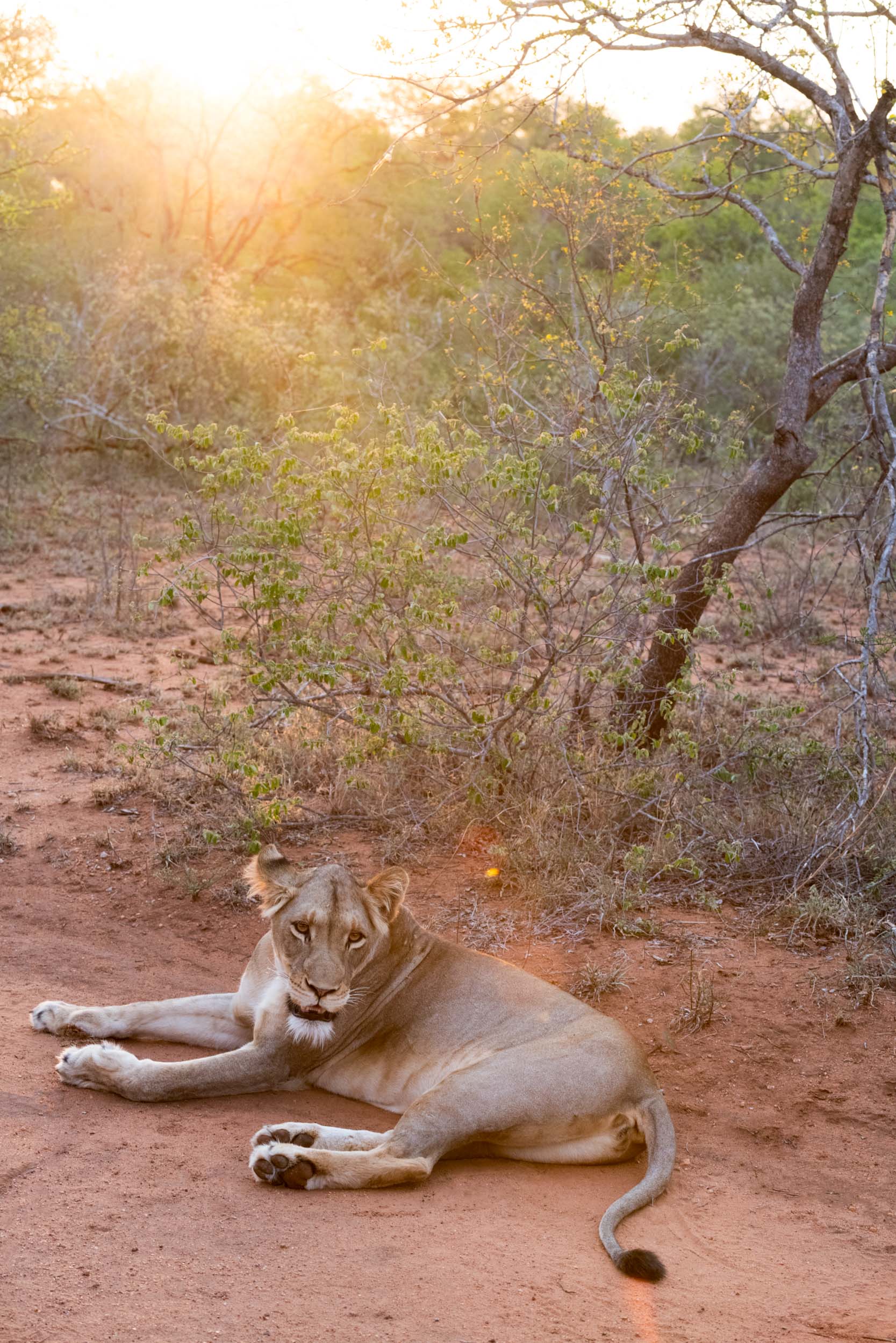 Morgan Ione | NYC + Chicago + Milwaukee Travel and Lifestyle Photographer - African Lion Safari