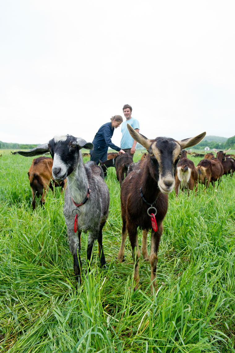 NYC + Chicago Agriculture Photographer - Goats in field with farmers Consider Bardwell