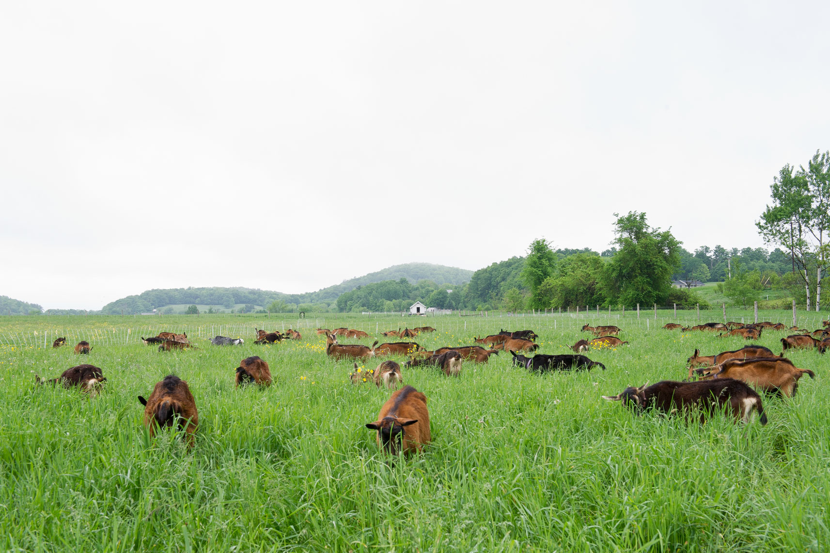 NYC + Chicago Agriculture Photographer - Goats grazing in field Consider Bardwell